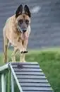 A dog on a dog assault course being trained what to do and where to go.