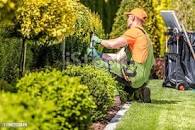 A landscape gardener pruning a hedge in a garden.