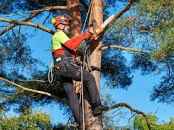A tree surgeon up a tree cutting branches off.