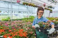 A Garden nursery worker helping watering the plants.