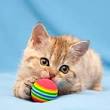 Picture of a cat being looked after in a cattery.