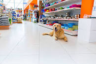 A dog sitting down in a pet supplies shop.