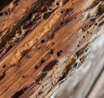 A piece of wood with severe case od wood rot.