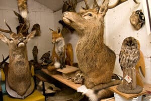Images of taxidermy work on preserved animals